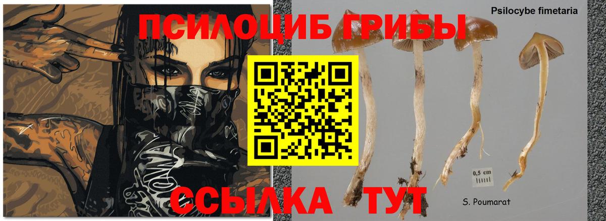 Галлюциногенные грибы GOLDEN TEACHER  Вход с VPN  купить наркотики цена  Кумертау 